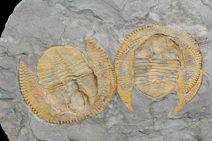 Two Orange Declivolithus Trilobite (Pos/Neg Split) Morocco #92486